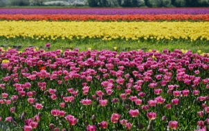 tulips-3409955_1280